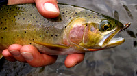 North Idaho St. Joe River fly fishing cutthroat trout